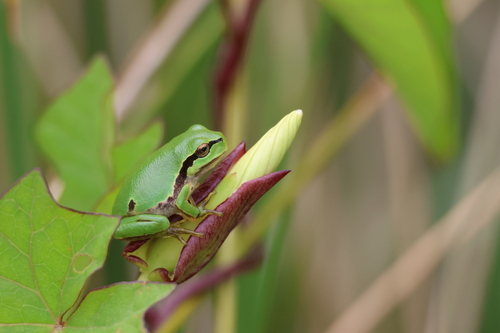 European Treefrog, Hyla molleri