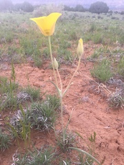 Calochortus aureus