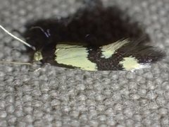 Opogona comptella