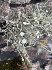 Ramalina cuspidata