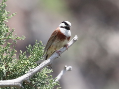 White-Capped Bunting photo 3