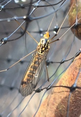 Nephrotoma flavipalpis