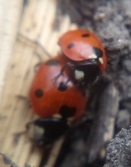 Coccinella septempunctata