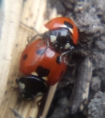 Coccinella septempunctata