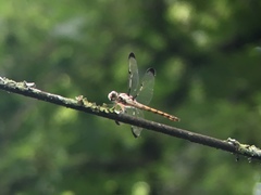Libellula vibrans