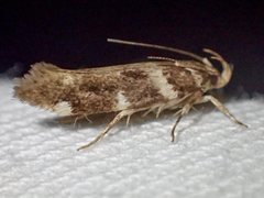 Macrobathra ceraunobola