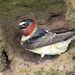 Cliff Swallow - Photo (c) Richard Griffin, some rights reserved (CC BY-NC-SA)