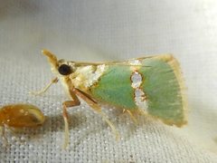 Anassodes mesozonalis