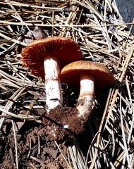Cortinarius ahsii