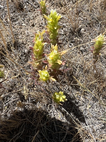 Image of Orthocarpus barbatus by no rights reserved