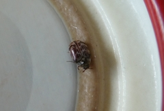 Anthrenocerus australis