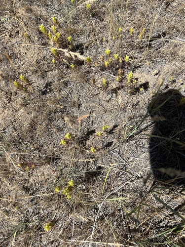 Image of Orthocarpus barbatus by no rights reserved