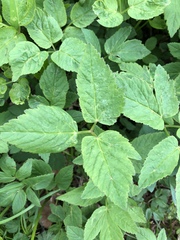 Aegopodium