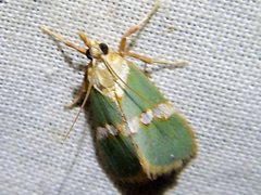 Anassodes mesozonalis