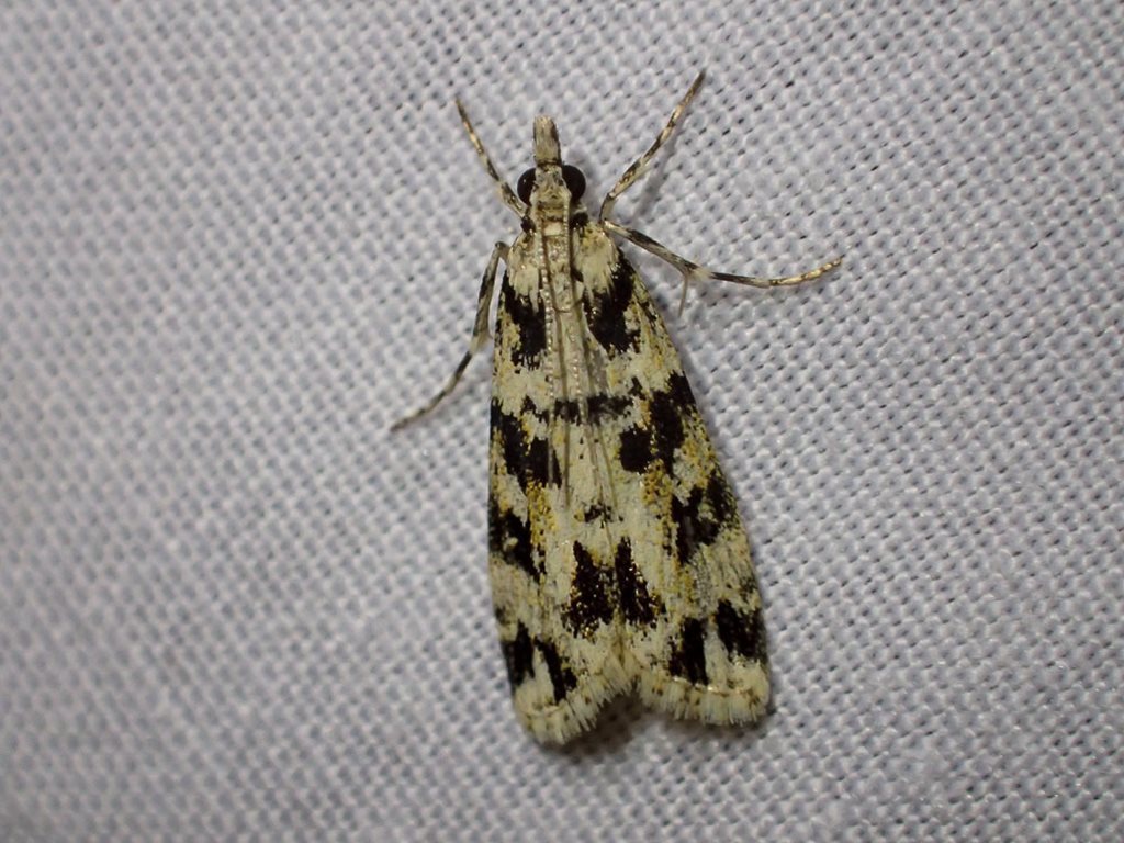 Scoparia axiolecta