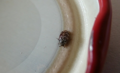 Anthrenocerus australis