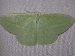 Iulops argocrana