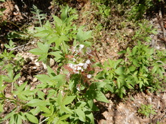Polanisia dodecandra trachysperma