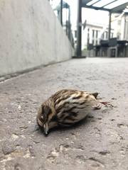 Melospiza melodia