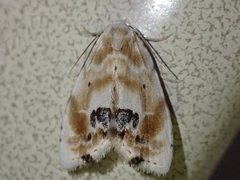 Holocryptis phasianura