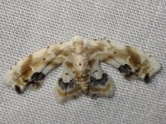 Holocryptis phasianura