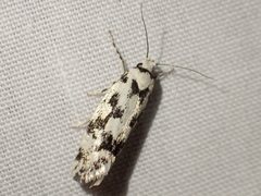 Lichenaula calligrapha