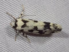 Lichenaula calligrapha