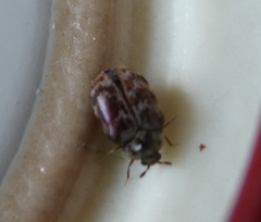 Anthrenocerus australis