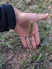 Veronica plantaginea