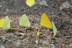 Aphrissa statira statira