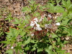 Polanisia dodecandra trachysperma