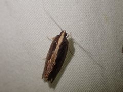 Archaereta dorsivittella