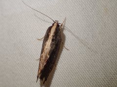 Archaereta dorsivittella