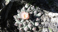 Thelocactus rinconensis rinconensis