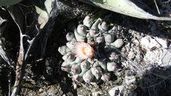 Thelocactus rinconensis rinconensis