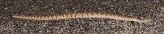 Crotalus stephensi