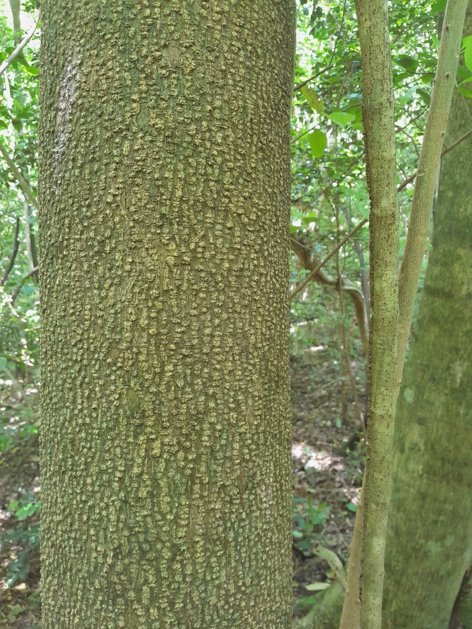 Imagem de Mamica-de-cadela