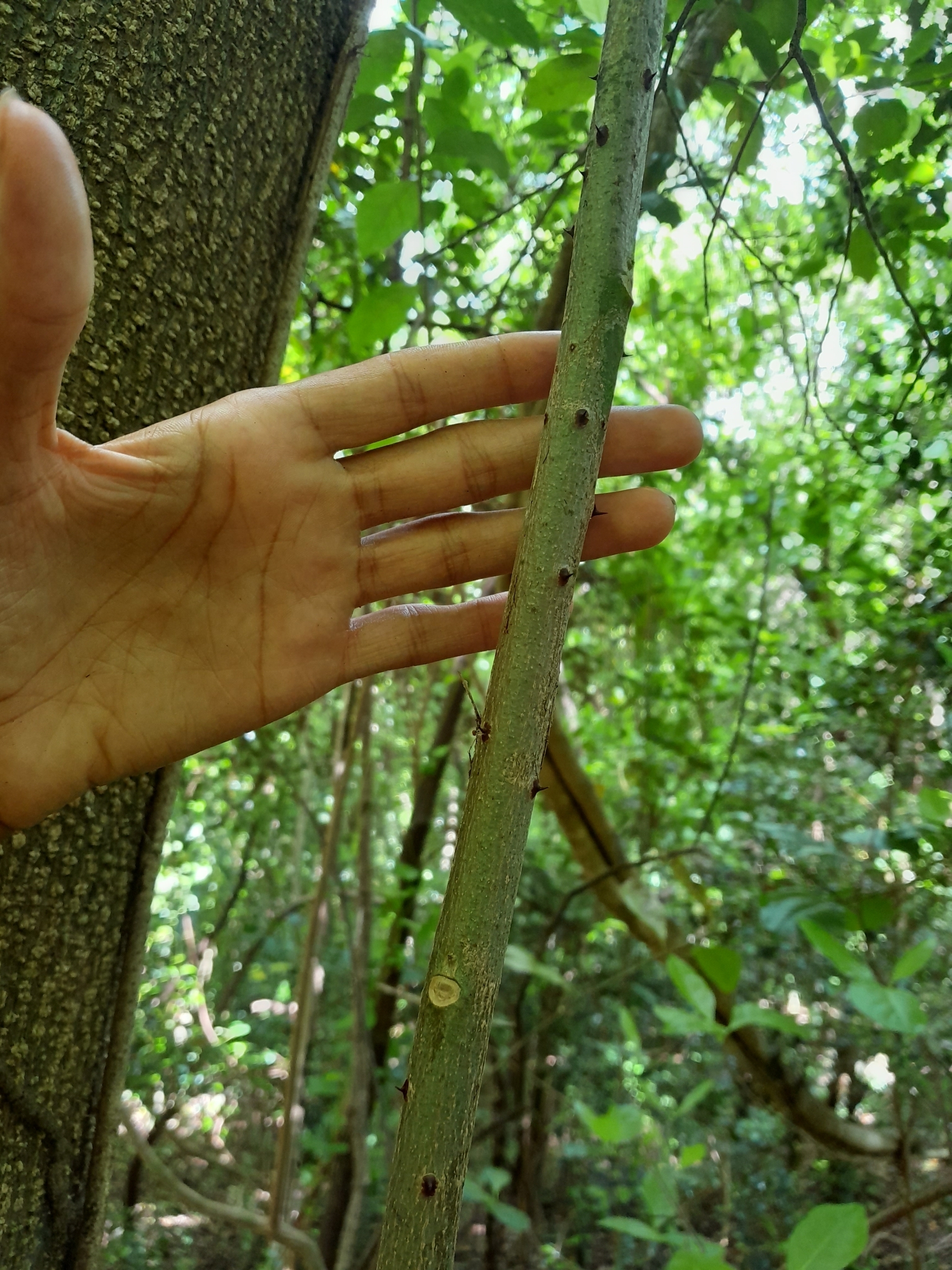 Imagem de Mamica-de-cadela