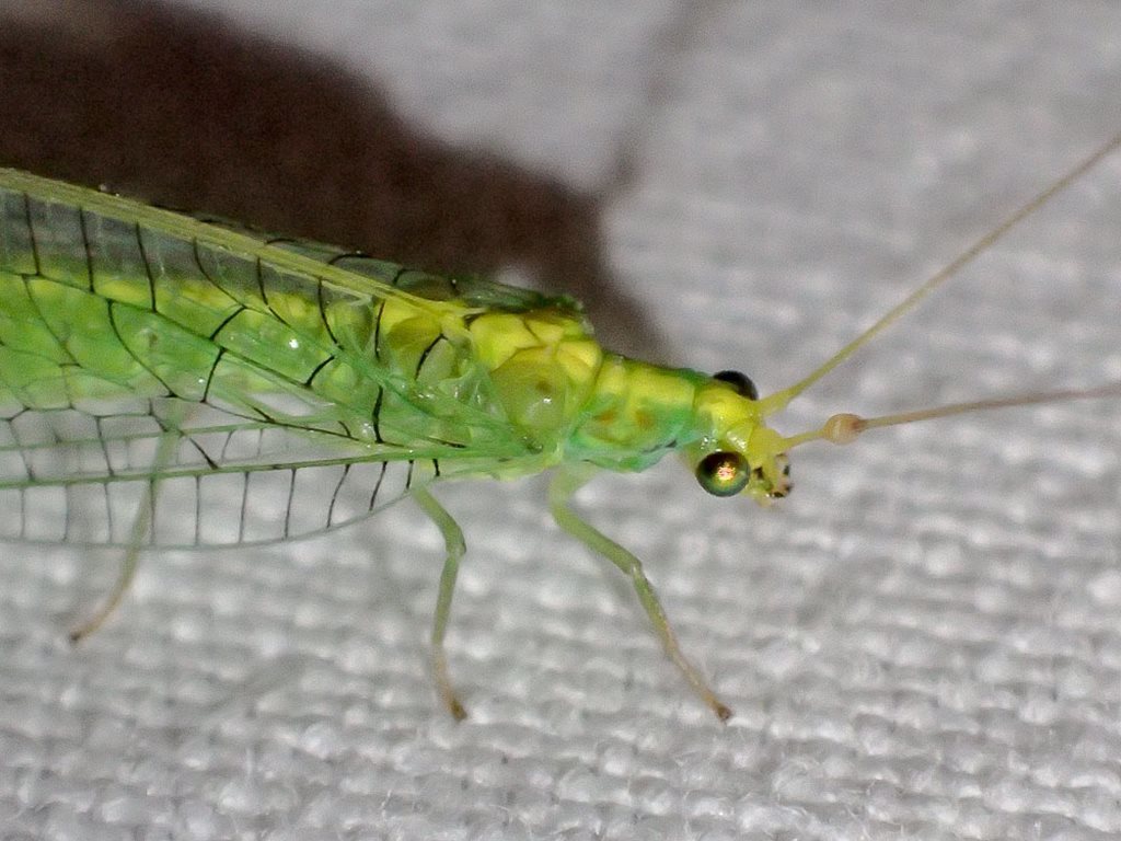 Triplochrysa