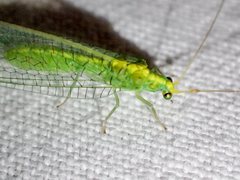 Triplochrysa