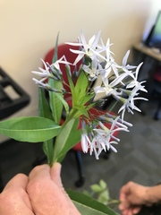 Amsonia illustris