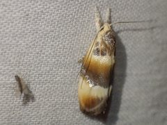 Piloprepes anassa