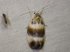 Piloprepes anassa