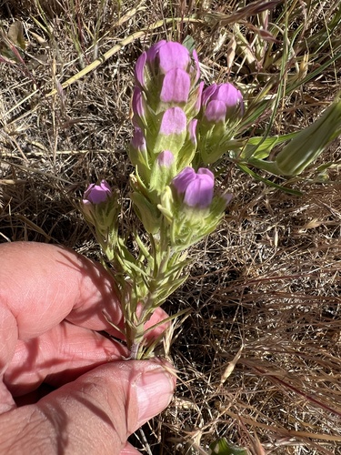 Image of Orthocarpus tenuifolius by no rights reserved