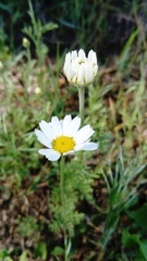 Anthemis ruthenica