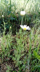 Anthemis ruthenica