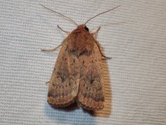 Proteuxoa porphyrescens