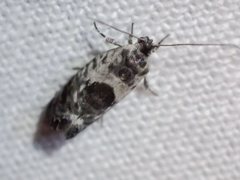 Eupselia carpocapsella
