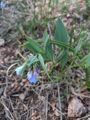 Mertensia lanceolata