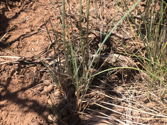 Elymus smithii